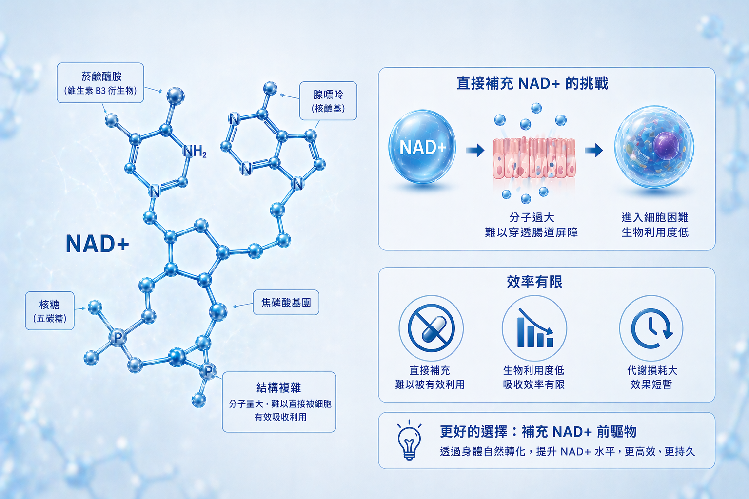 NAD+ 的分子結構複雜，直接補充效率有限