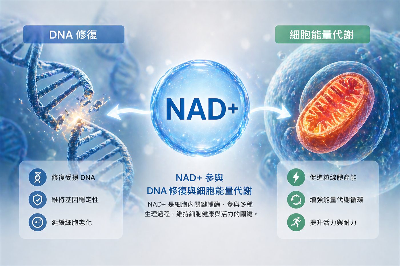 分子結構示意
