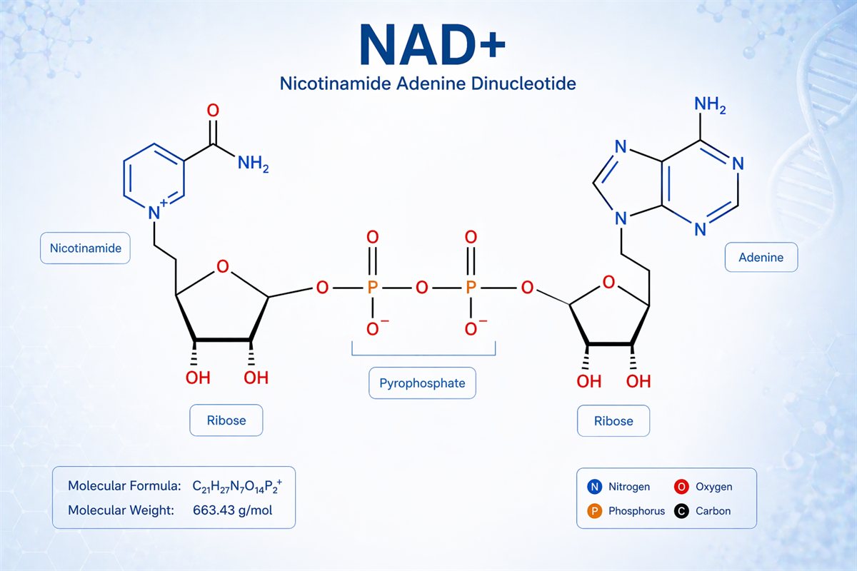 DNA 雙螺旋結構