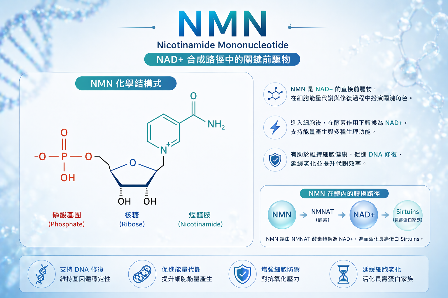 從分子生物學視角理解 NMN — NAD+ 合成路徑的關鍵前驅物